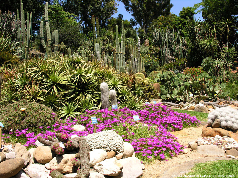 Naples less known attractions: the Orto Botanico